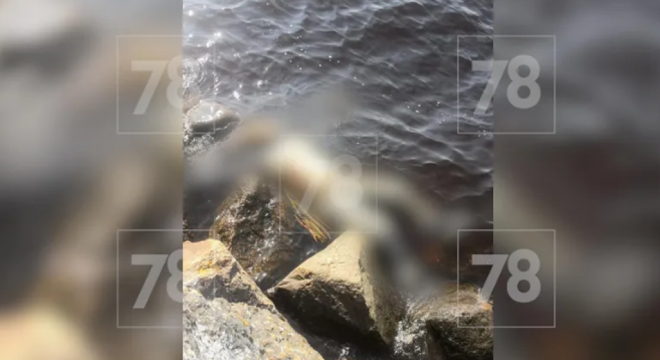 Тело мужчины нашли на пляже в Выборге